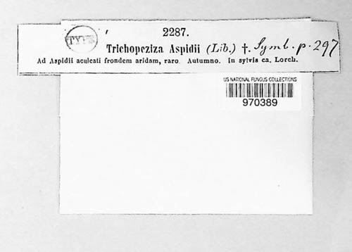Trichopeziza aspidii image